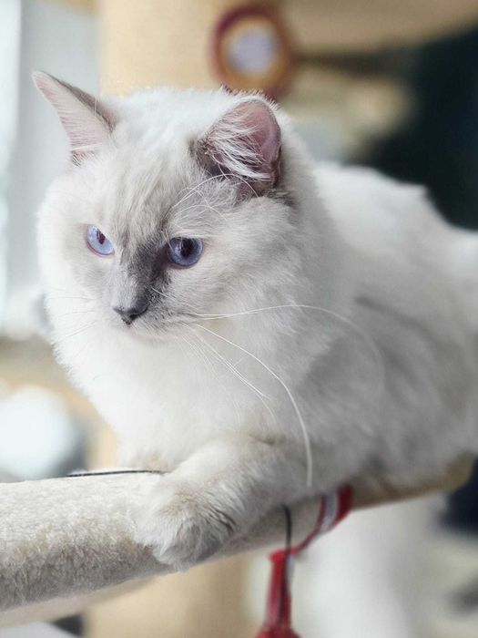 Ragdoll Śląsk FPL/FIFE