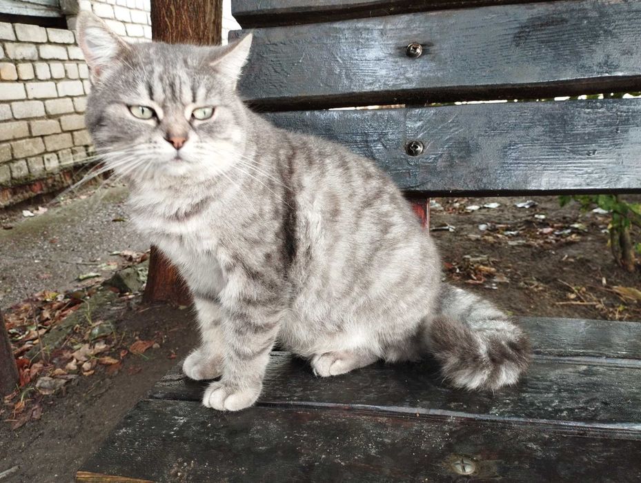 Котик Вася ищет дом