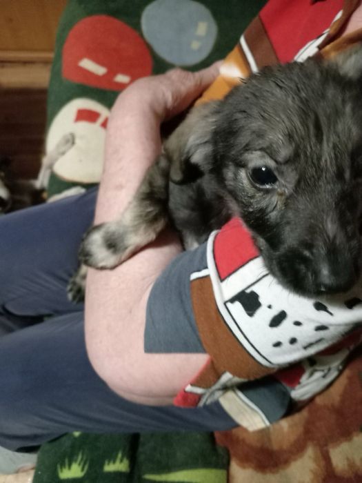 Віддам цуценя у добрі руки