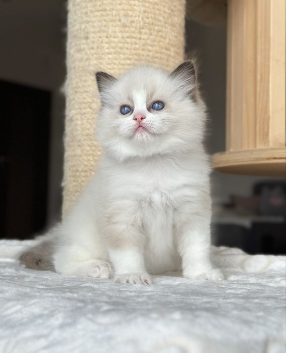 Kocurek ragdoll hodowlano wystawowy FPL