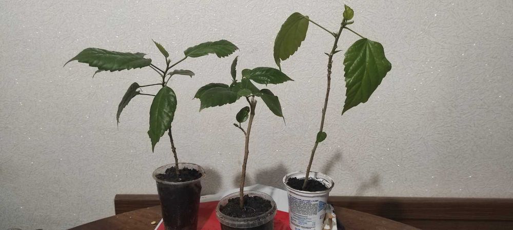 Продам саженцы китайской розы.