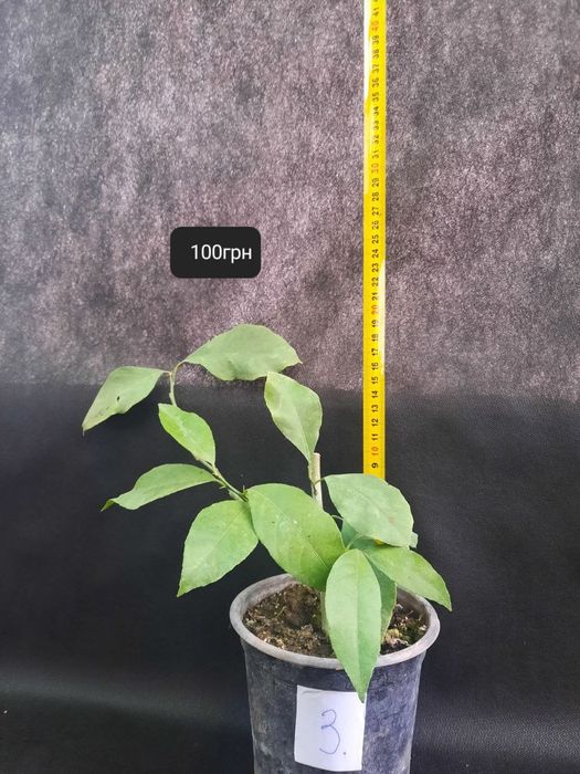 Лимони кімнатні !