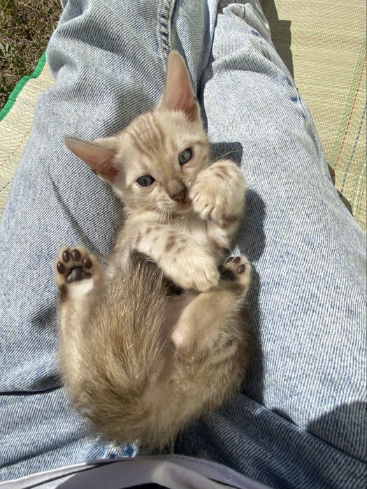 Срочная продажа котят!