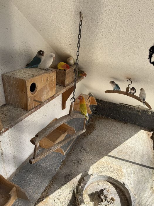 Vende-se 9 Agapórnis