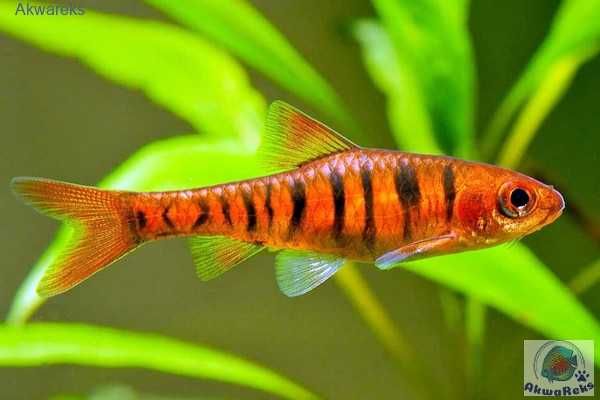 MISIEKZOO Brzanki - Brzanka Tygrysia