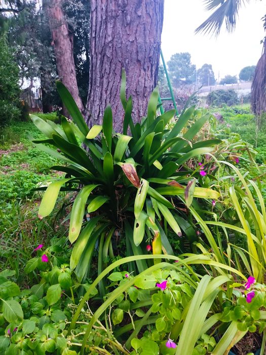 Clivias de flor laranja-amarela