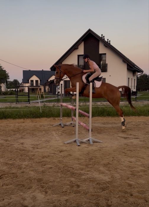 Sprzedam klacz 7 letnią