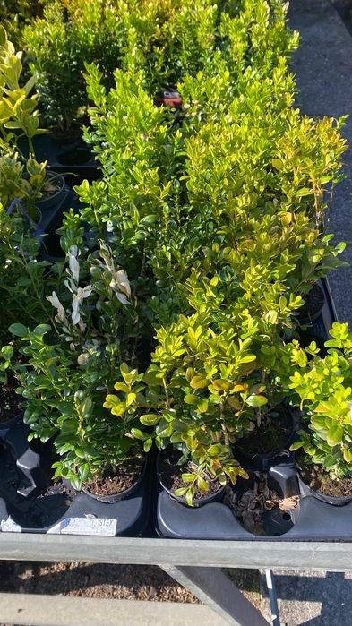 Buxus Sempervirens- Sebe Rasteira