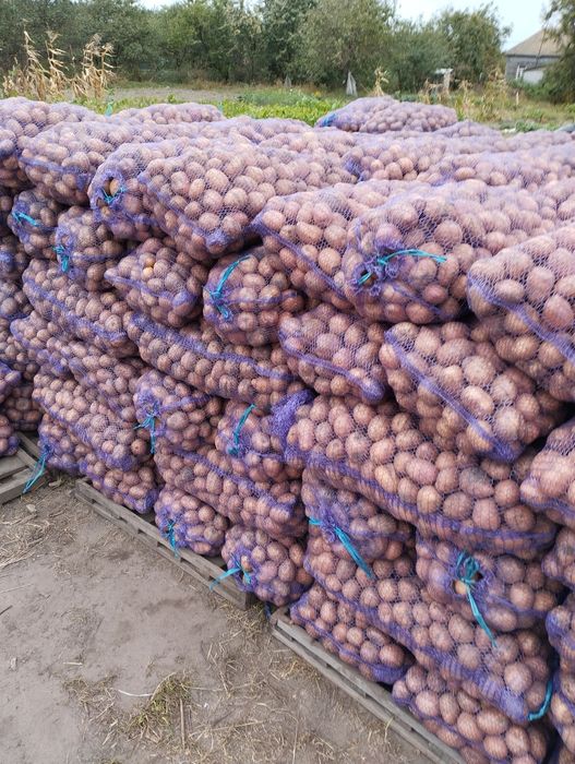 Продам  посадкову картоплю