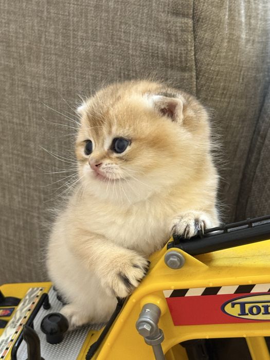 Котята золота шиншила
