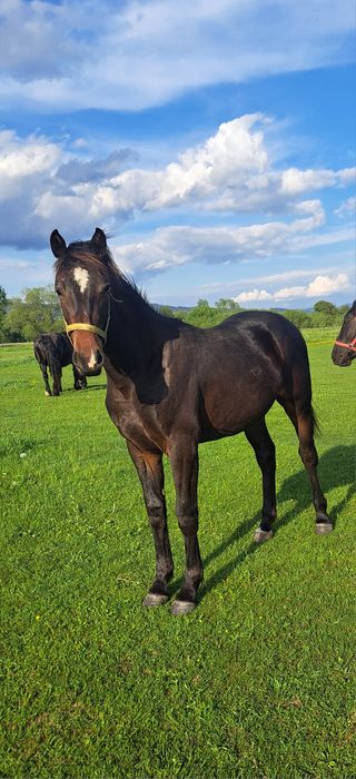 Klacz ślaska roczna