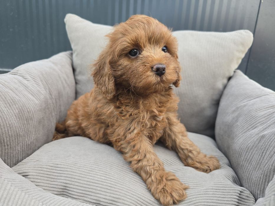 Cavapoo cavapo chłopiec