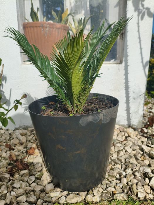 Cica de jardim, nova
