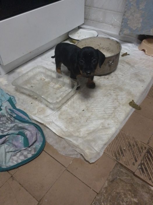 Продам цуц-т такси