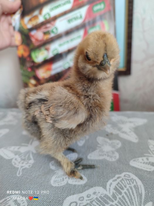 Курчата КШ 130 грн 3 доби  Китайська Шовкова