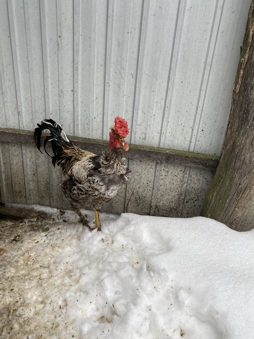 Продам петухів один -300 грн.