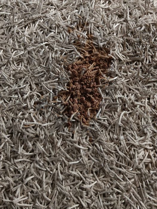 Máquina para lavagem de estofos