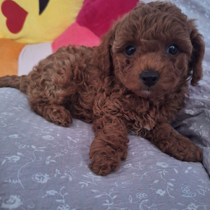 Той пудель хлопчик