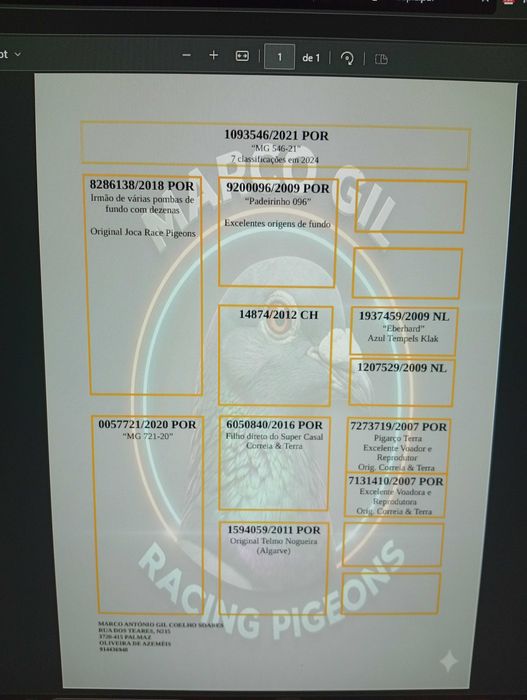 Cedência de pombos (parte 2)