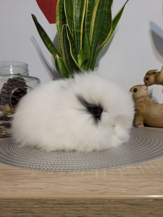 Piękne króliczki karzełki Teddy. Czystorasowe maluszki do rezerwacji.