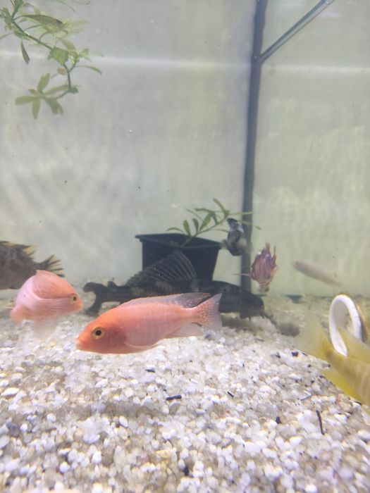 Ciclidio Aulonocara pink