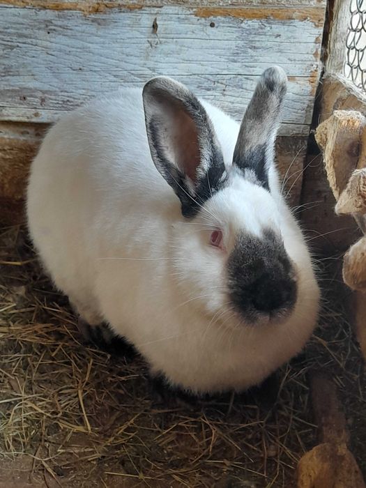 Кролики Каліфорнійці