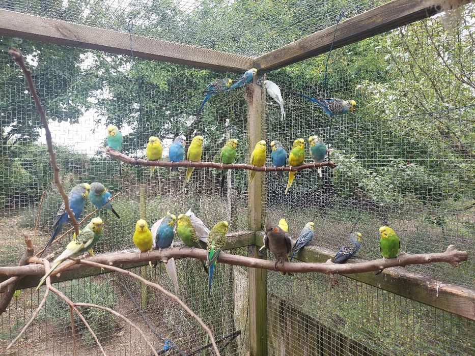 Periquitos Australianos