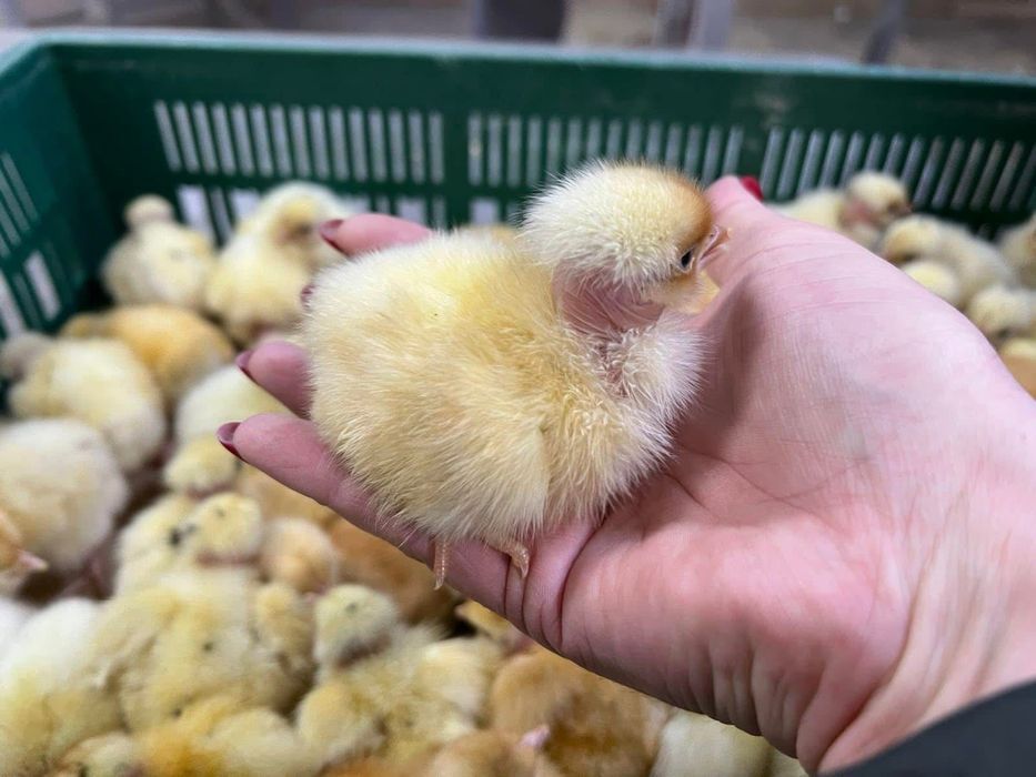 Курчата циплята мʼясояєчні Голошийка Редбро Мастер Грей