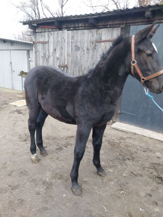 Klacz odsadek Śląska