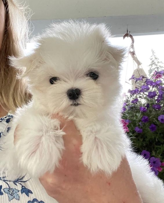 Bichon maltês sublime  menino