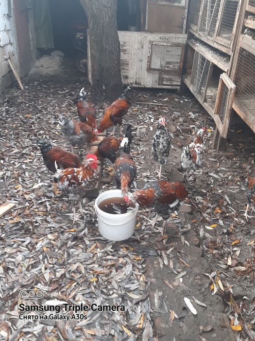 Молодые петушки породы ливенские ситцевые