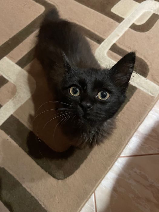 Кошеня котик кіт