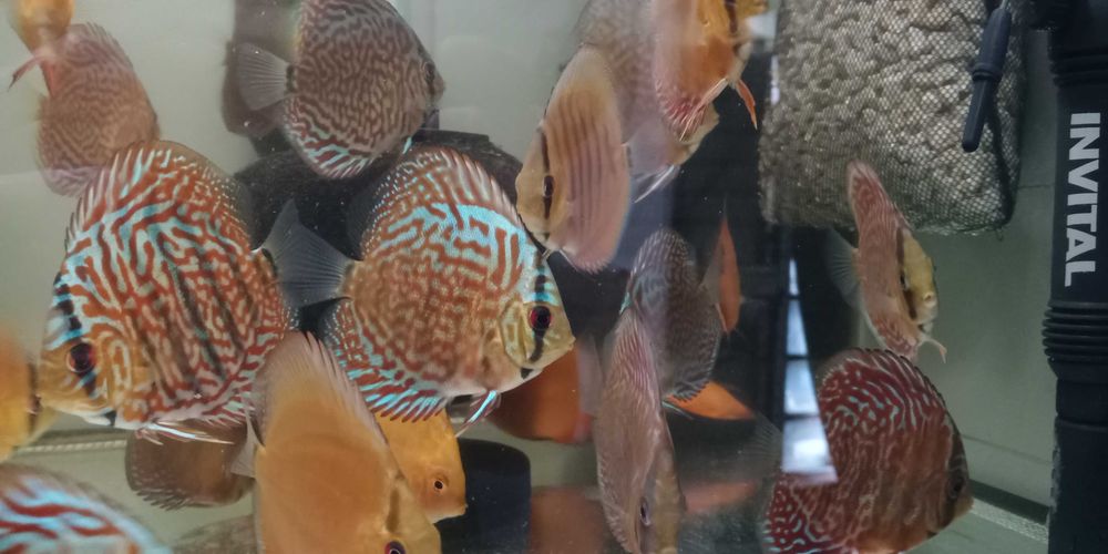 GB DYSKOWCE - paletki Red Turkus 7-8cm hodowla własna