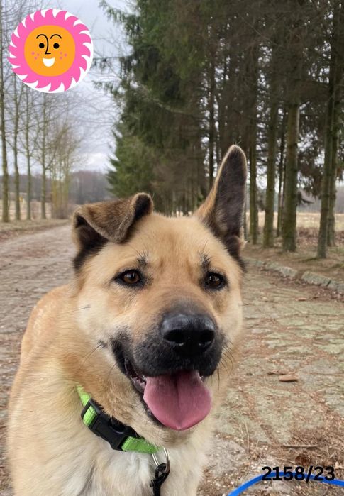 Przyjazna, do ludzi, psów  Frytka do adopcji