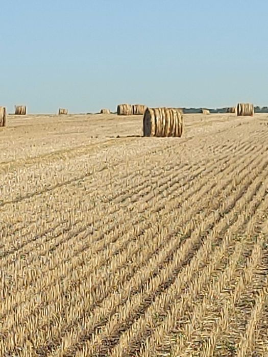 Тюки соломи пшеничної
