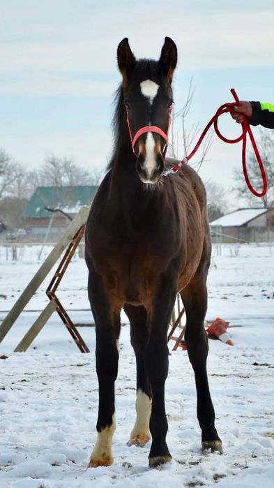Klacz Śląska 7 miesięczna