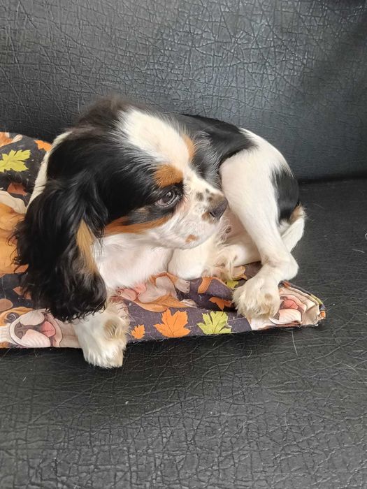 Vendo cachorro Cavalier King Charles