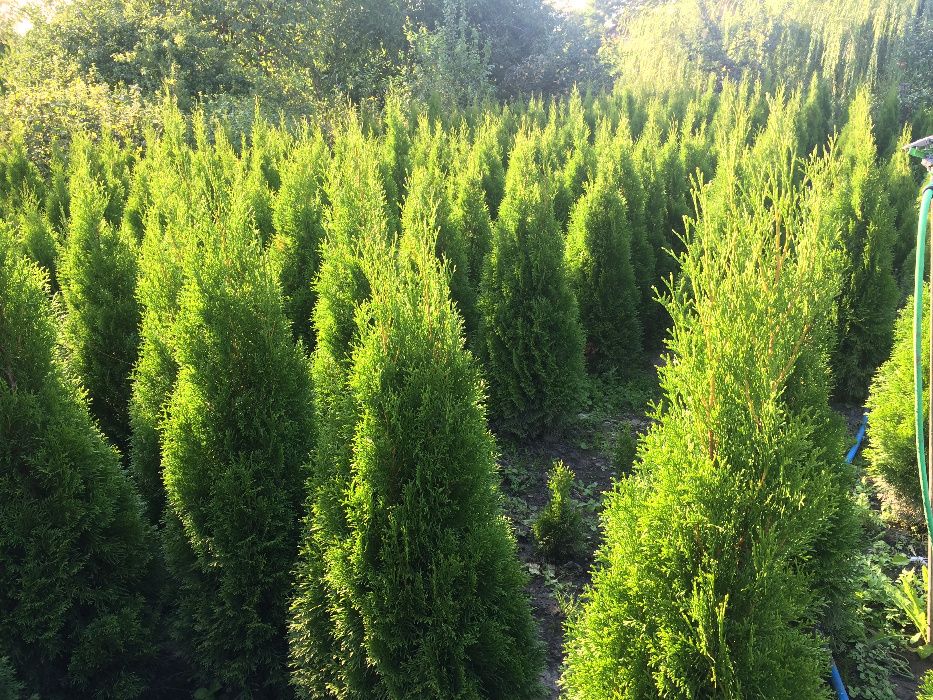 Туя Туї Смарагд 1