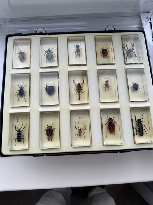 Колекція комах разом із журналами