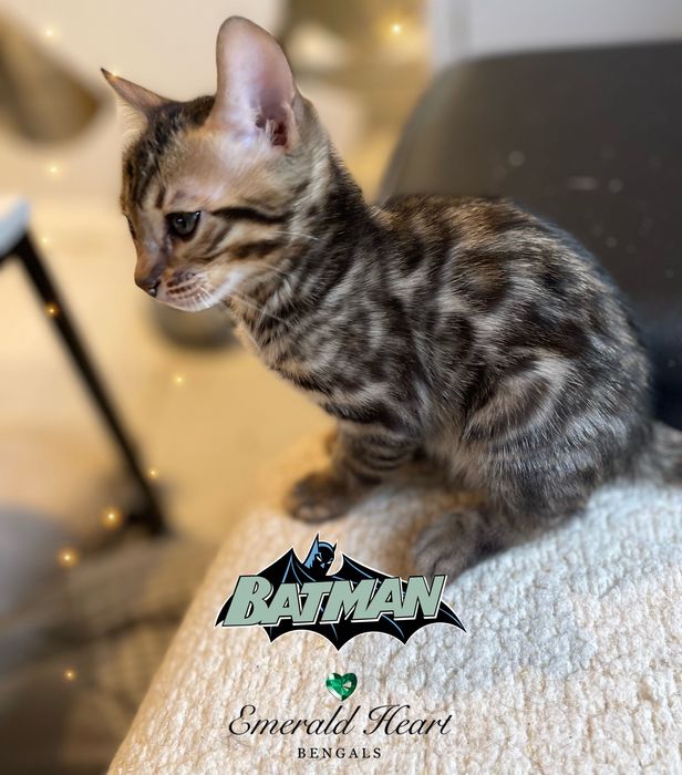 EmeraldHeart Kocurek Bengalski  Poznań