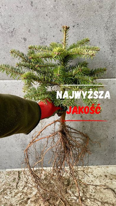 Sadzonki Jodła Kaukaska 2/2– najlepsze na rynku! (35-55 cm) detal/hurt