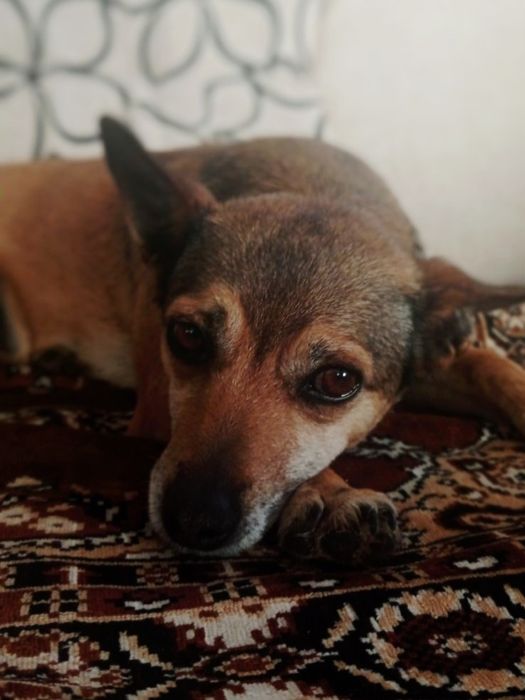 Невеличка собачка Боня шукає люблячих господарів!