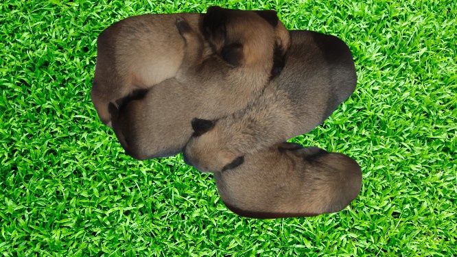 Щенки ищут дом бесплатно