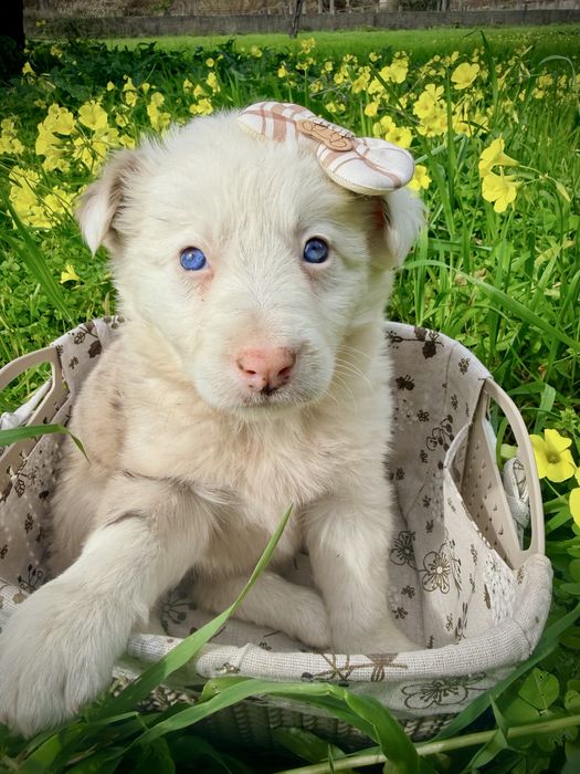 Menina border collie red merle olhos azuis