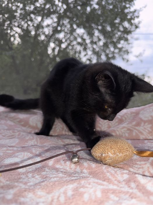 Котенок в хорошие руки