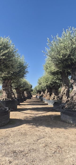 Drzewo oliwne różne rozmiary.  Yucca rostrata.  Trachycarpus fortunei