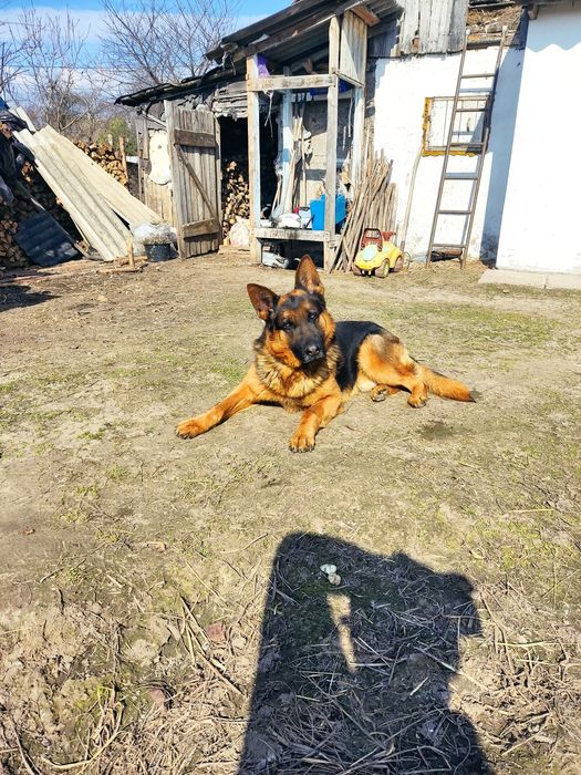В'язка Німецька вівчарка