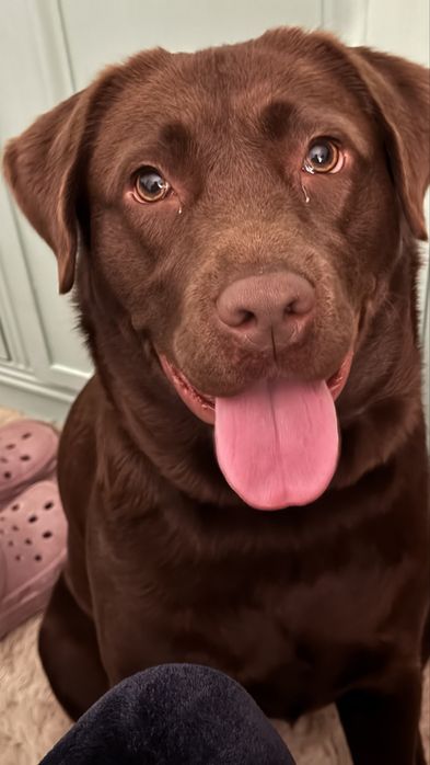 Cadela Labrador adulta (1,5 anos) procura família responsável