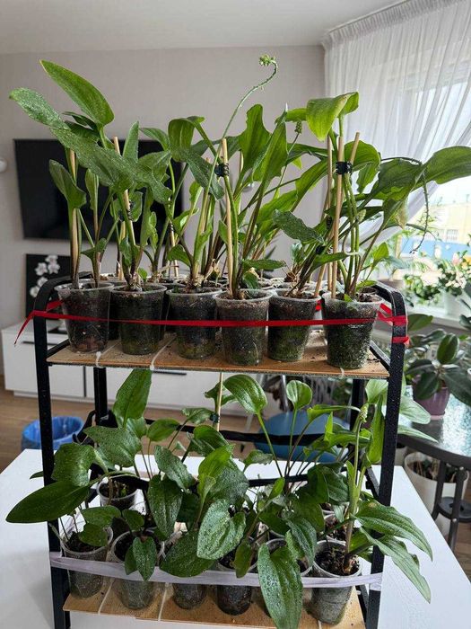 Домашні рослини (Фікус Бенжаміна, Плектрантус, Дріміопсіс, Колеус)