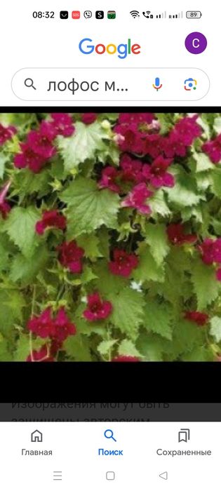 Вьющая глоксиния или лофоспермум